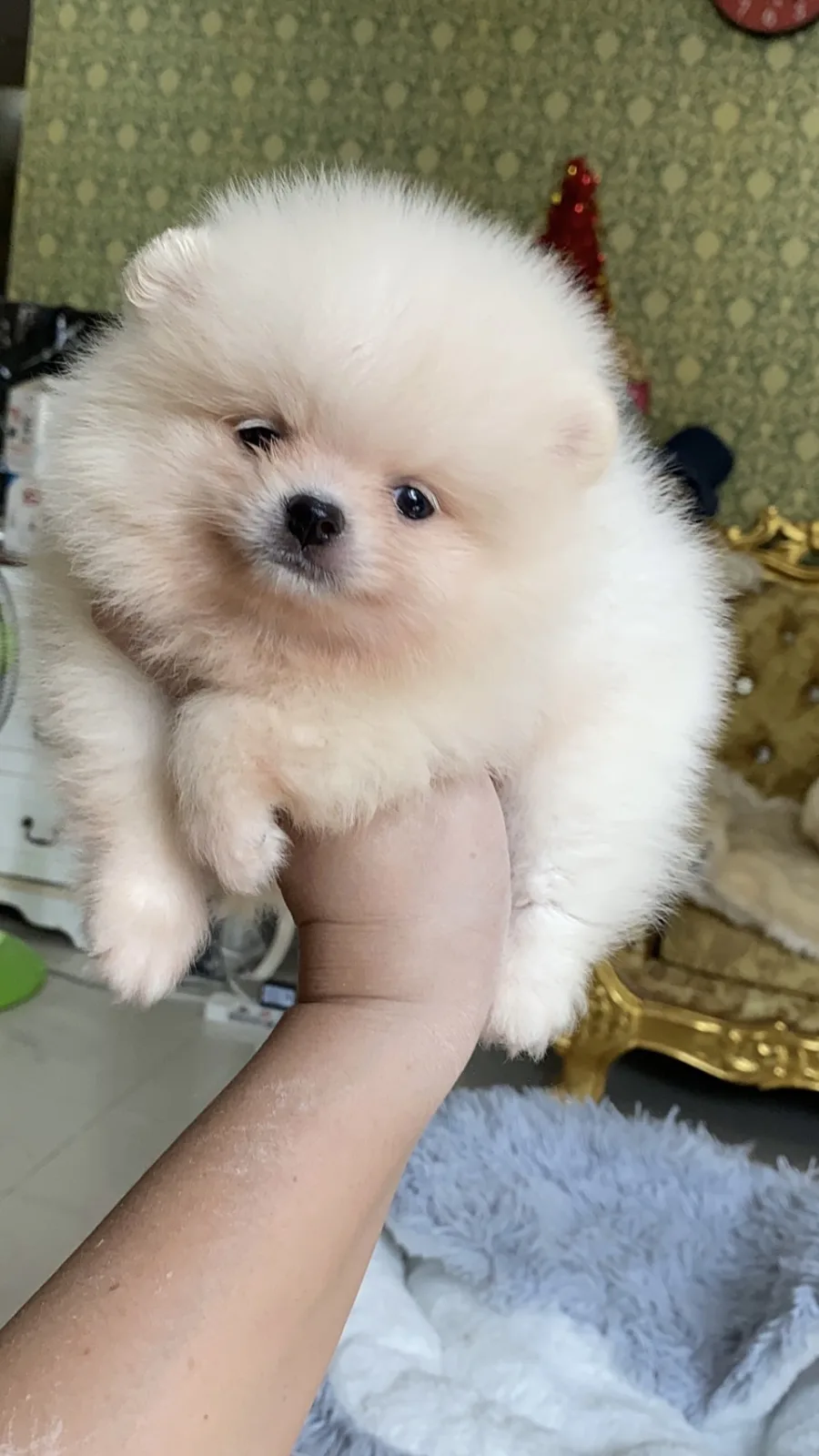 ลูกปอมเมอเรเนียนแท้ อ้วนกลมฟู  ขี้อ้อน ติดคนมากๆ