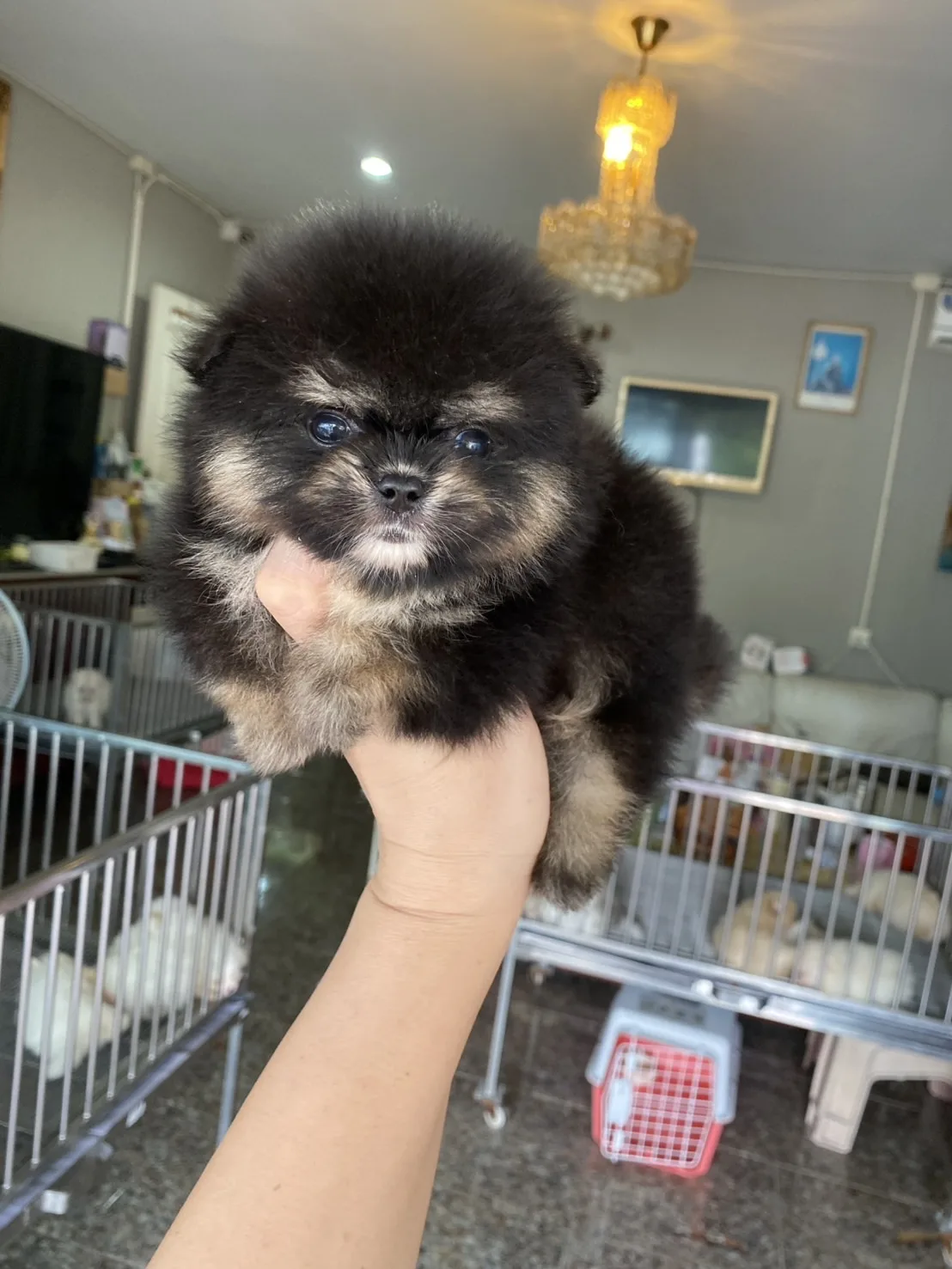 ลูกปอมเมอเรเนียนแท้ อ้วนกลมฟู  ขี้อ้อน ติดคนมากๆ