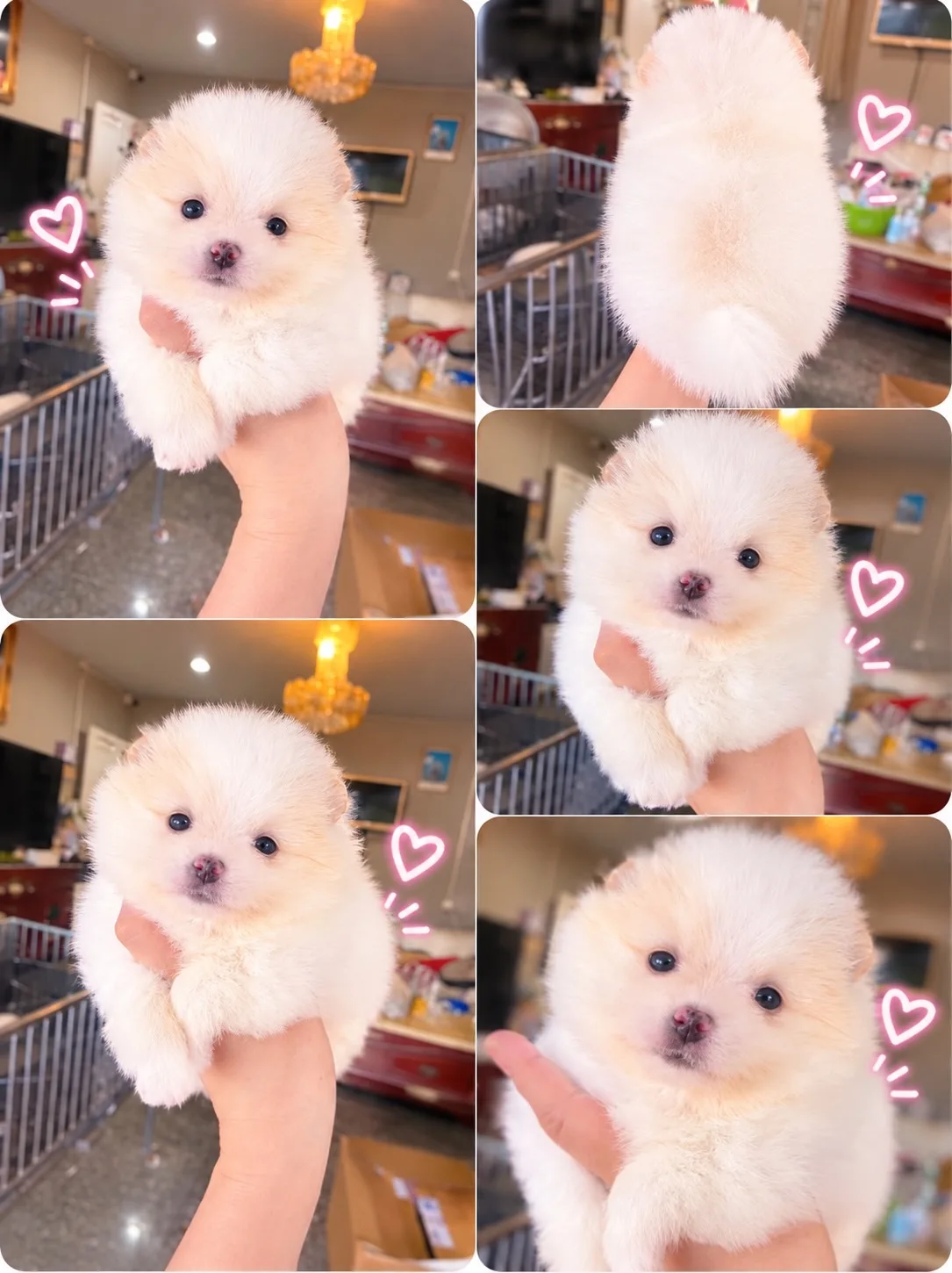 ปอมเมอเรเนียน อายุ50วัน น่ารัก ขี้เล่น กำลังซนๆ มีหลายตัว มาดูตัวจริงได้ค่ะ