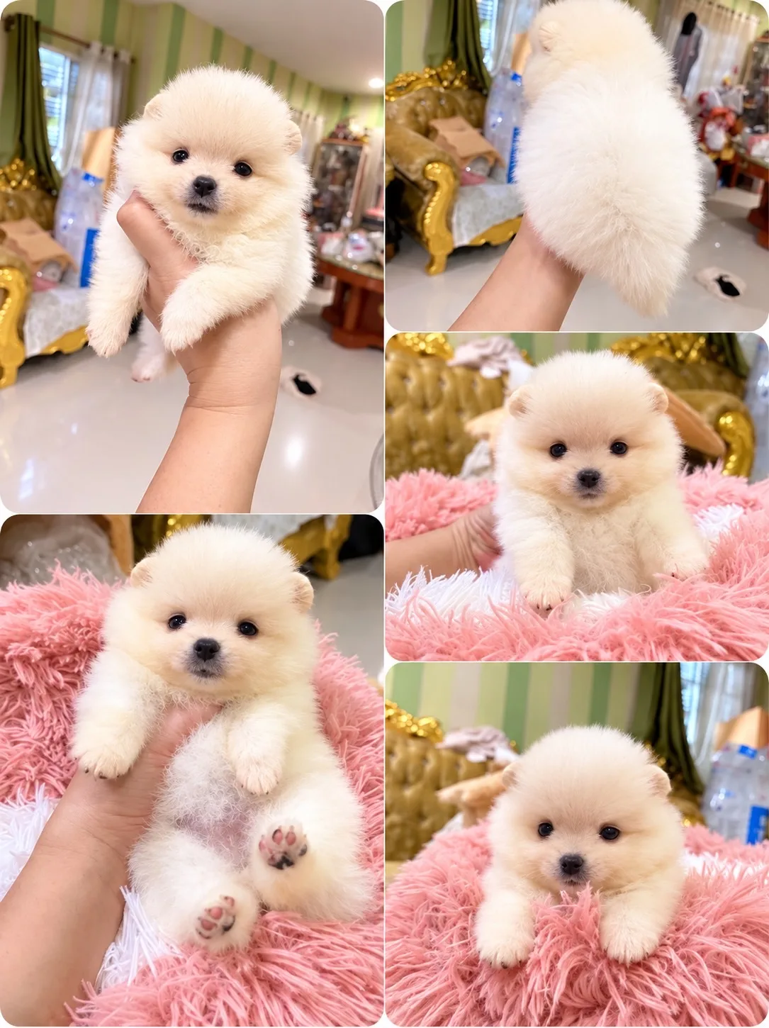 ปอมเมอเรเนียน อายุ50วัน น่ารัก ขี้เล่น กำลังซนๆ มีหลายตัว มาดูตัวจริงได้ค่ะ