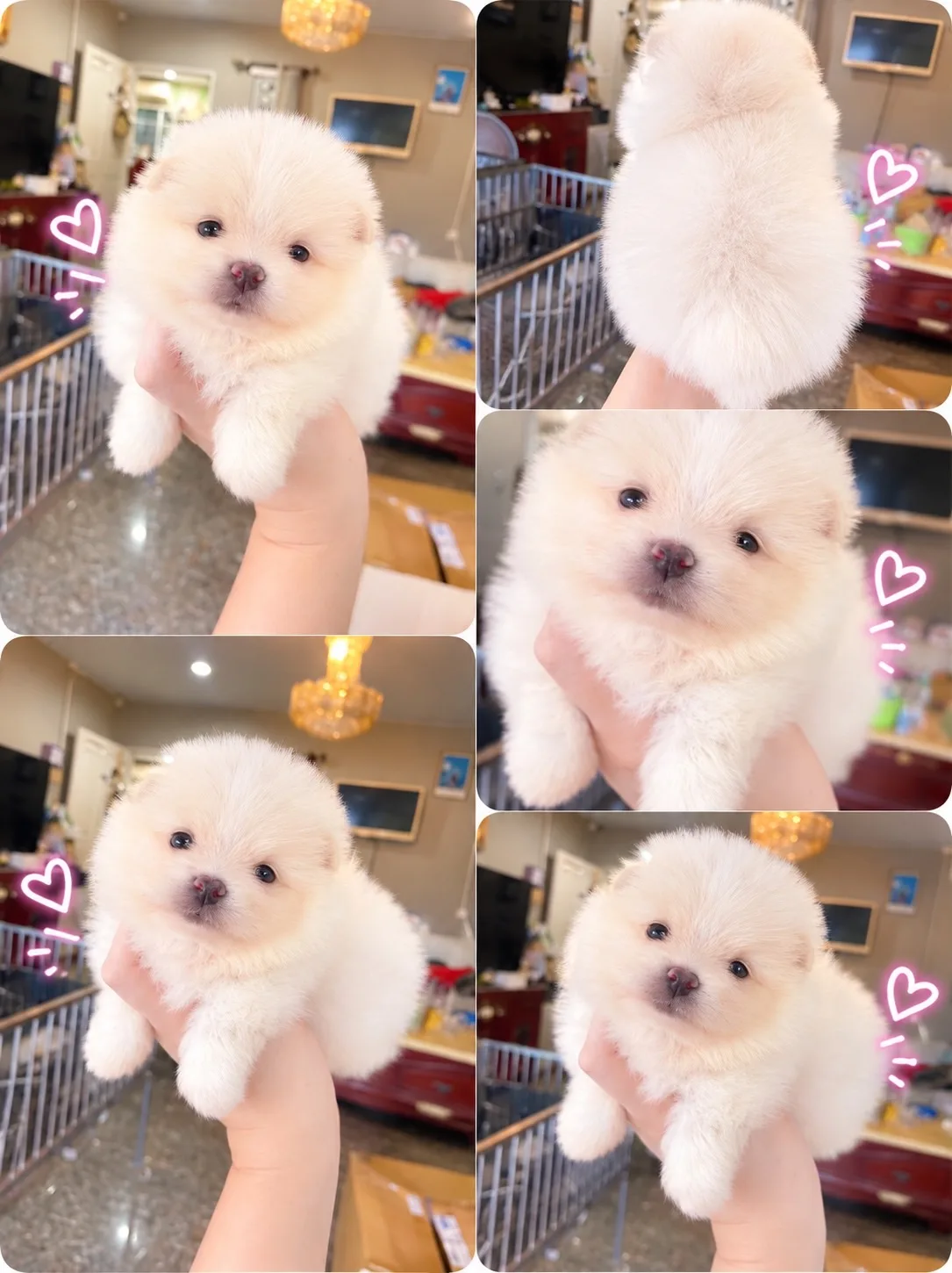 ปอมเมอเรเนียน อายุ50วัน น่ารัก ขี้เล่น กำลังซนๆ มีหลายตัว มาดูตัวจริงได้ค่ะ