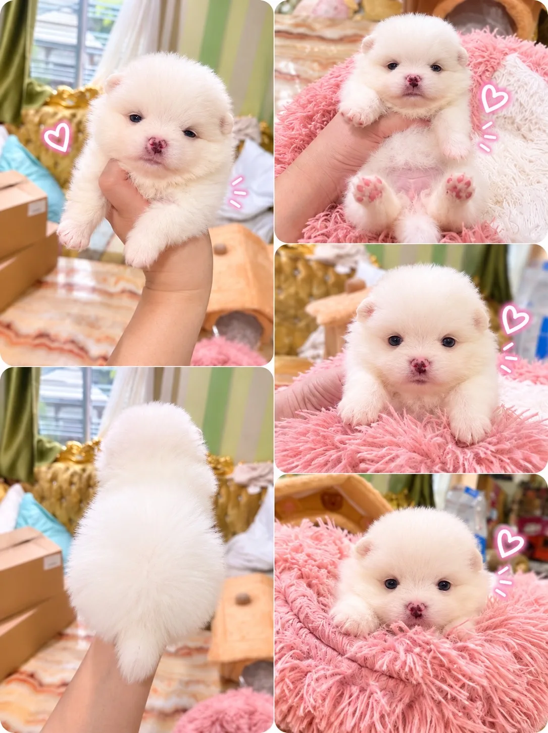 ปอมเมอเรเนียน อายุ50วัน น่ารัก ขี้เล่น กำลังซนๆ มีหลายตัว มาดูตัวจริงได้ค่ะ