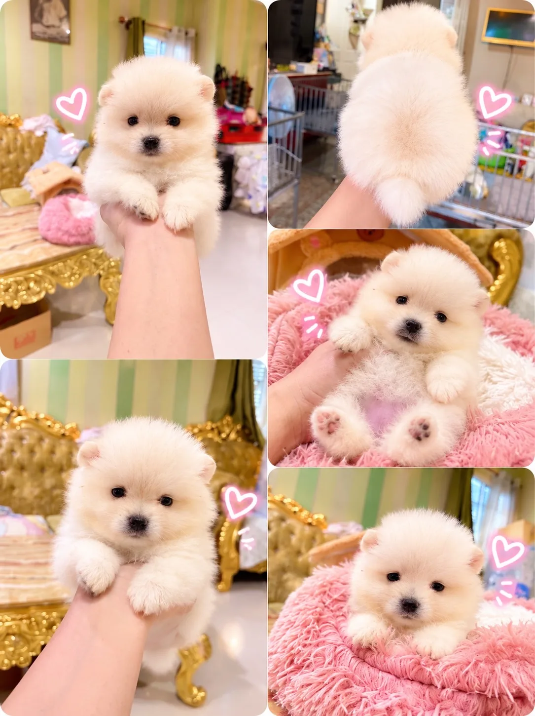 ปอมเมอเรเนียน อายุ50วัน น่ารัก ขี้เล่น กำลังซนๆ มีหลายตัว มาดูตัวจริงได้ค่ะ