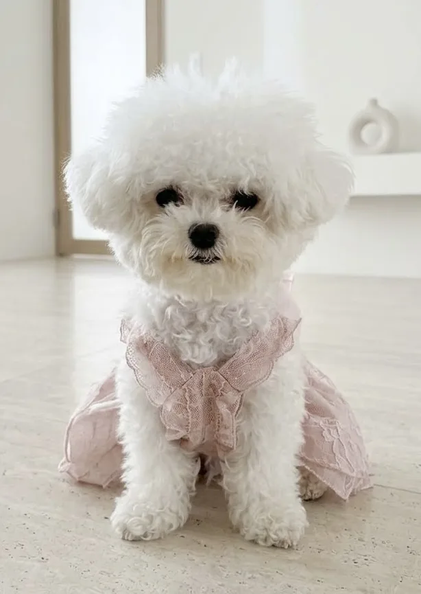 minibichon สุนัขนำเข้าจากเกาหลี🇰🇷