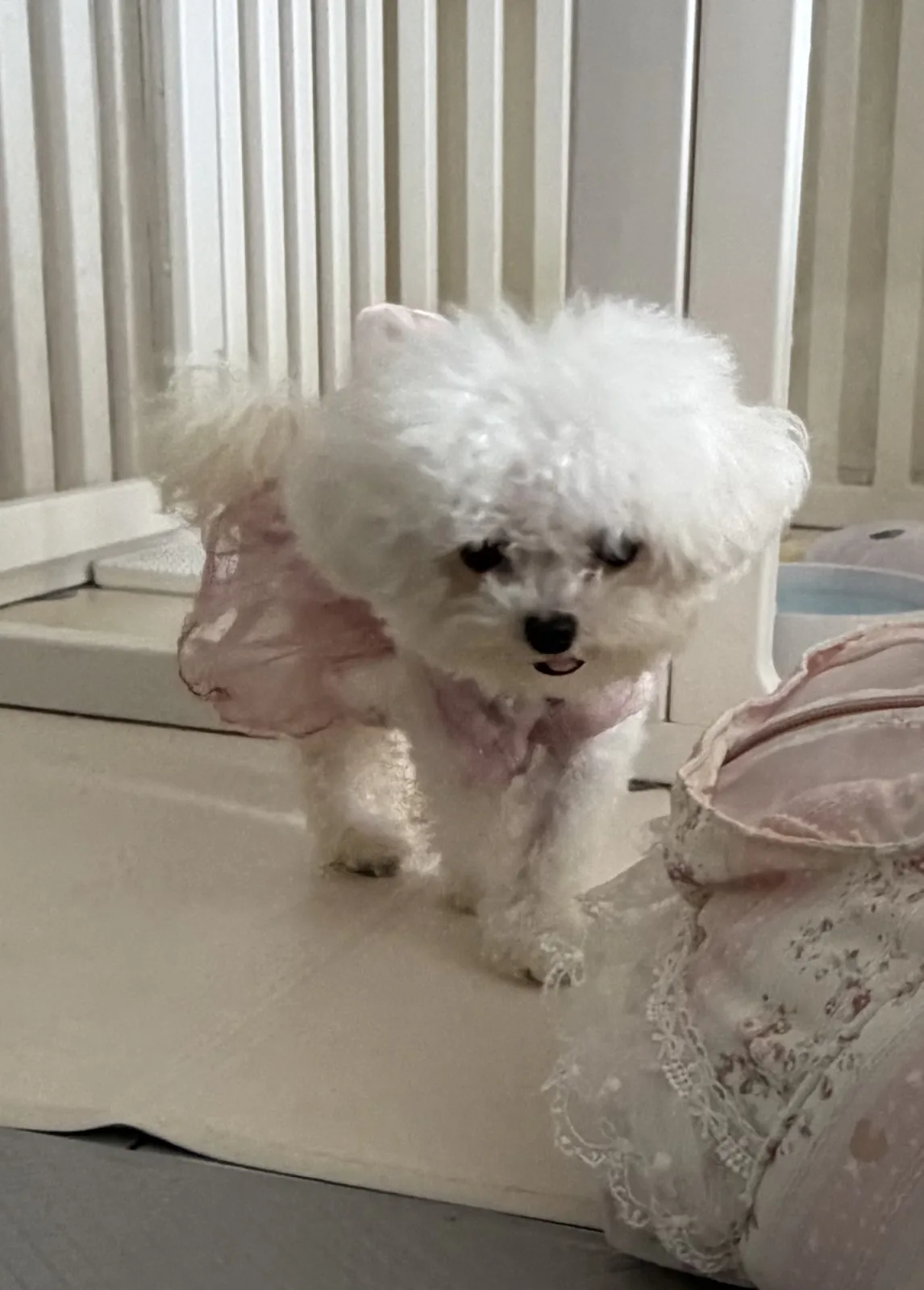 minibichon สุนัขนำเข้าจากเกาหลี🇰🇷