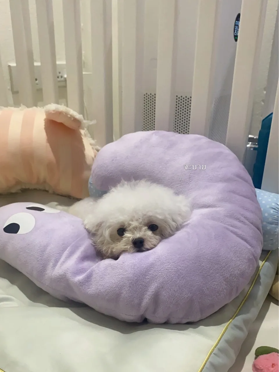minibichon สุนัขนำเข้าจากเกาหลี🇰🇷
